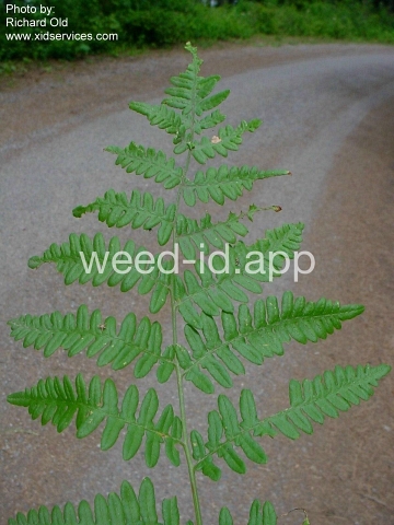 brackenfern